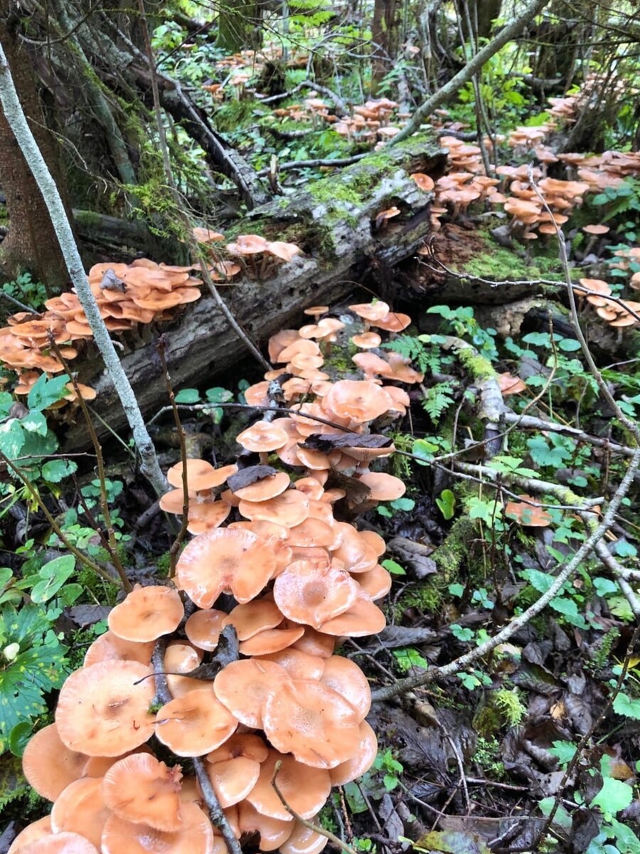Грибы растущие на поваленных деревьях в Оренбургской области
