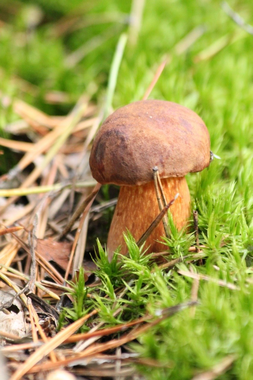 Красноголовик дубовый