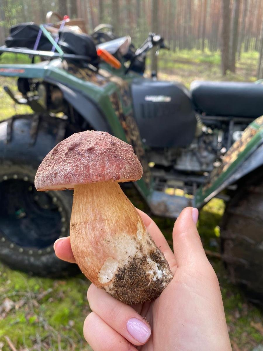 Гриб гробовик (59 фото)