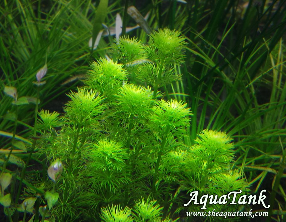 Aquarien