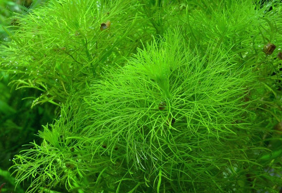 Лимнофила Амбулия водная
