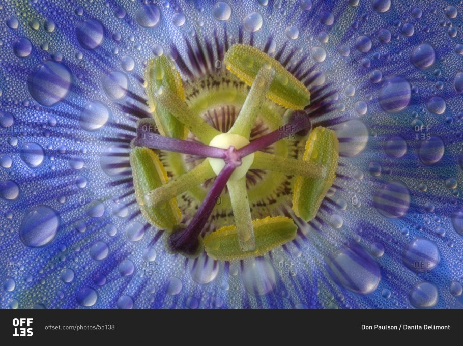 Макросъемка растений