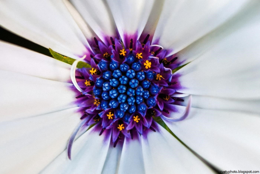 Цветок внутри