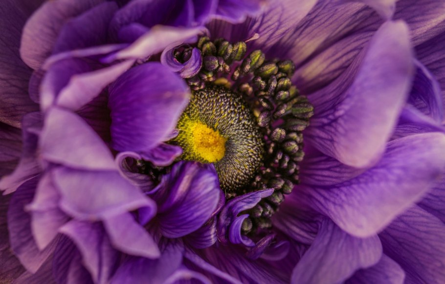 Анемоны фиолетовые