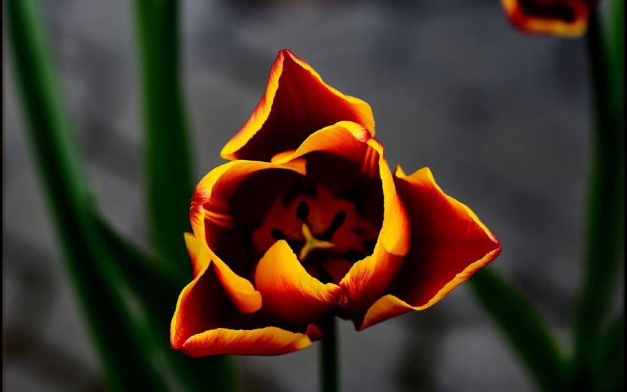 Пламенные цветы