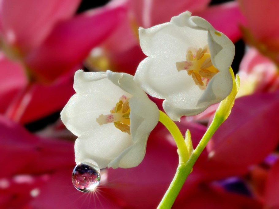 Ландыши цветок