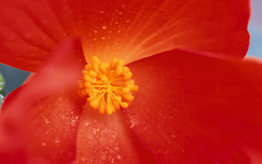 Красные цветки