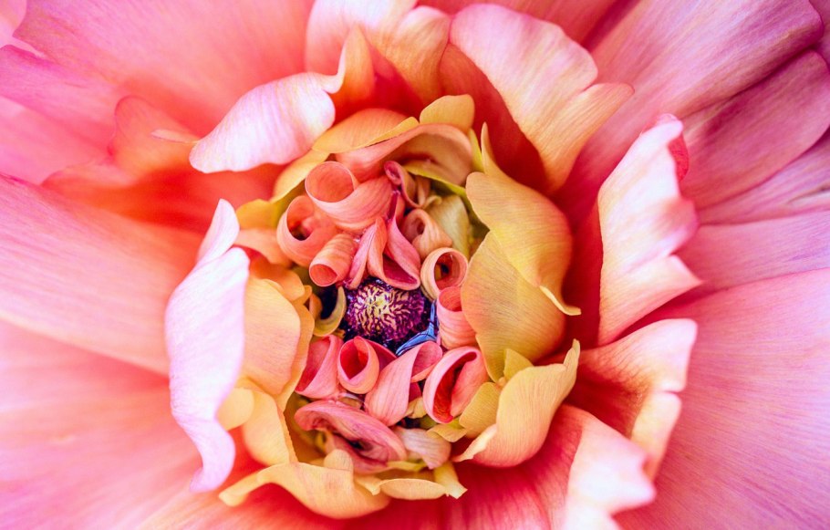 Цветок красивый