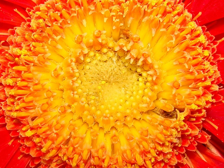 Внутри цветы