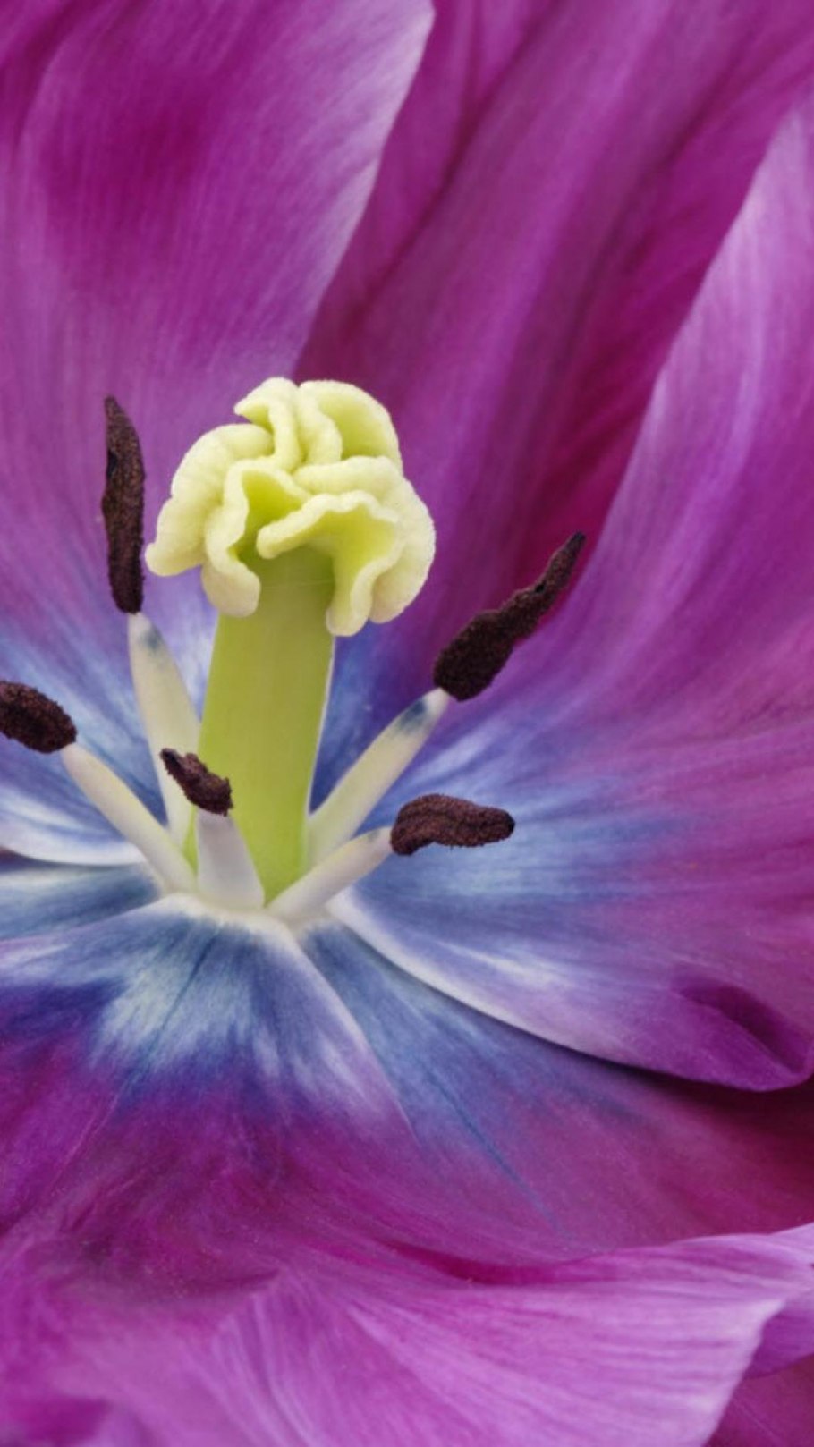 Тюльпан барракуда