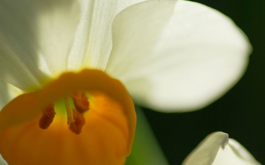 Нарцисс обыкновенный