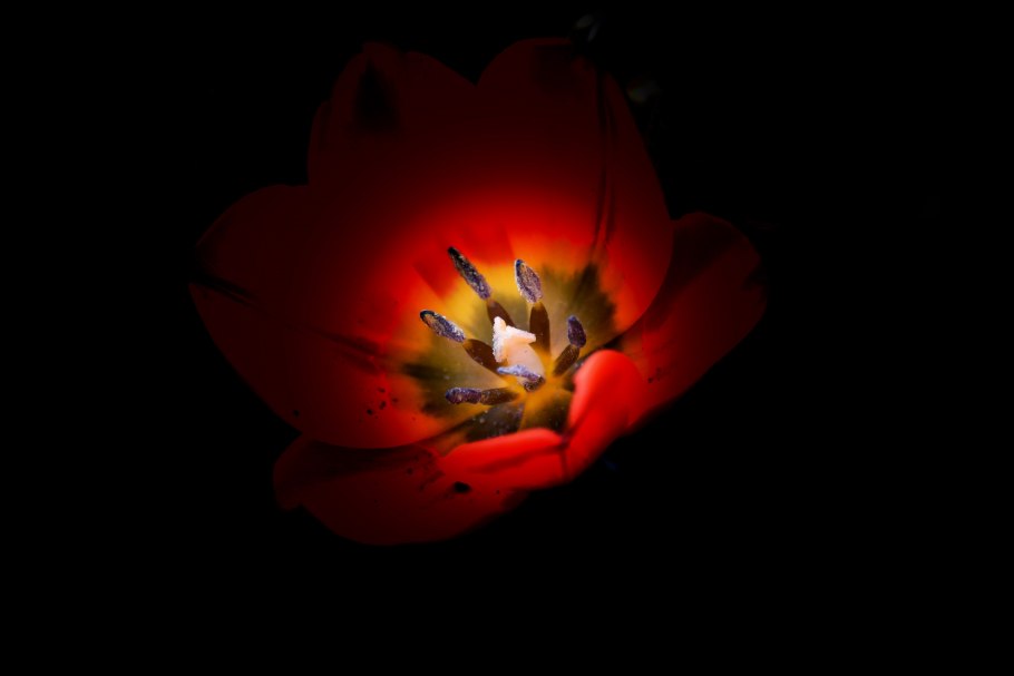 Тюльпан красный