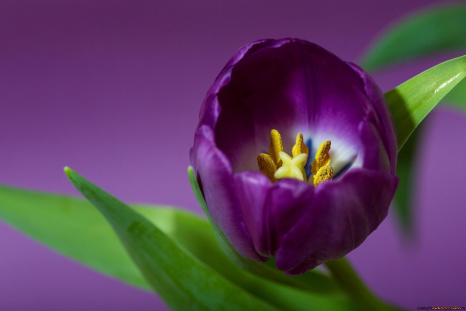 Фиолетовые тюльпаны