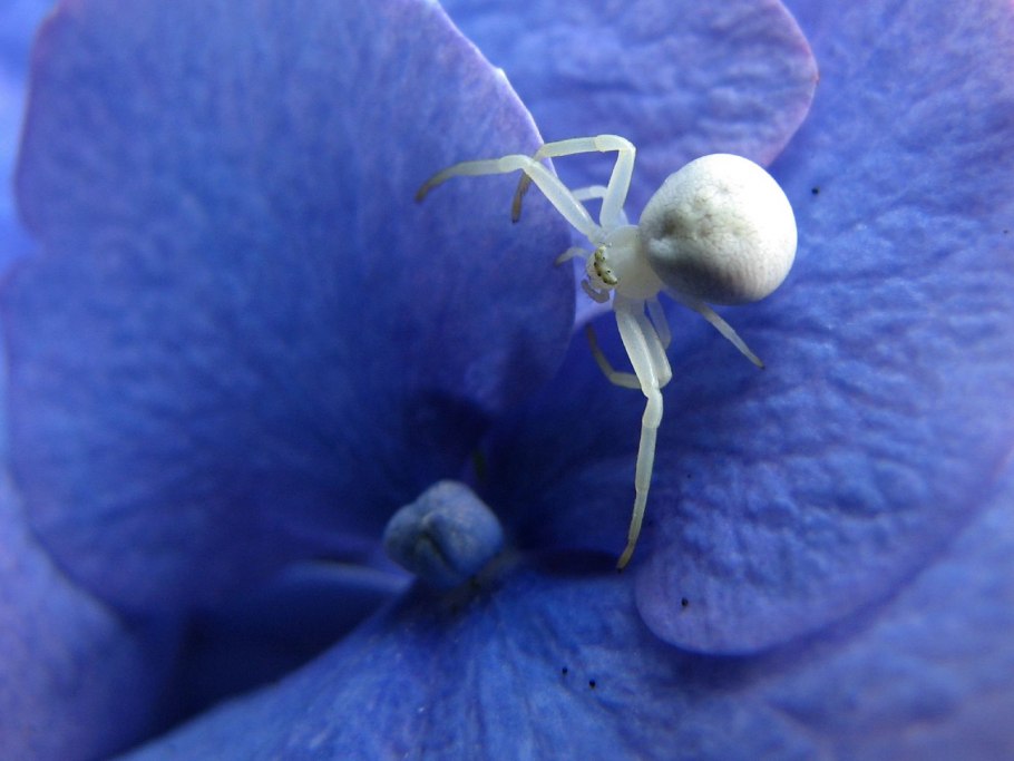 Цветочный паук мизумена