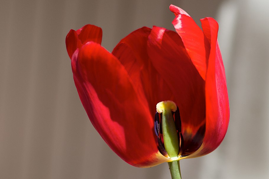 Тюльпан бастер ред