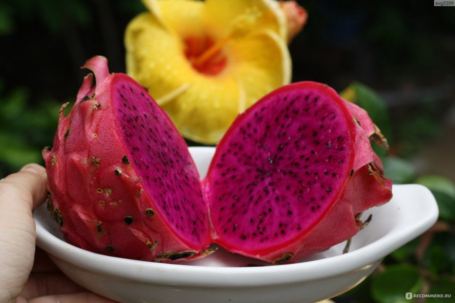 Паттайя Драконий фрукт