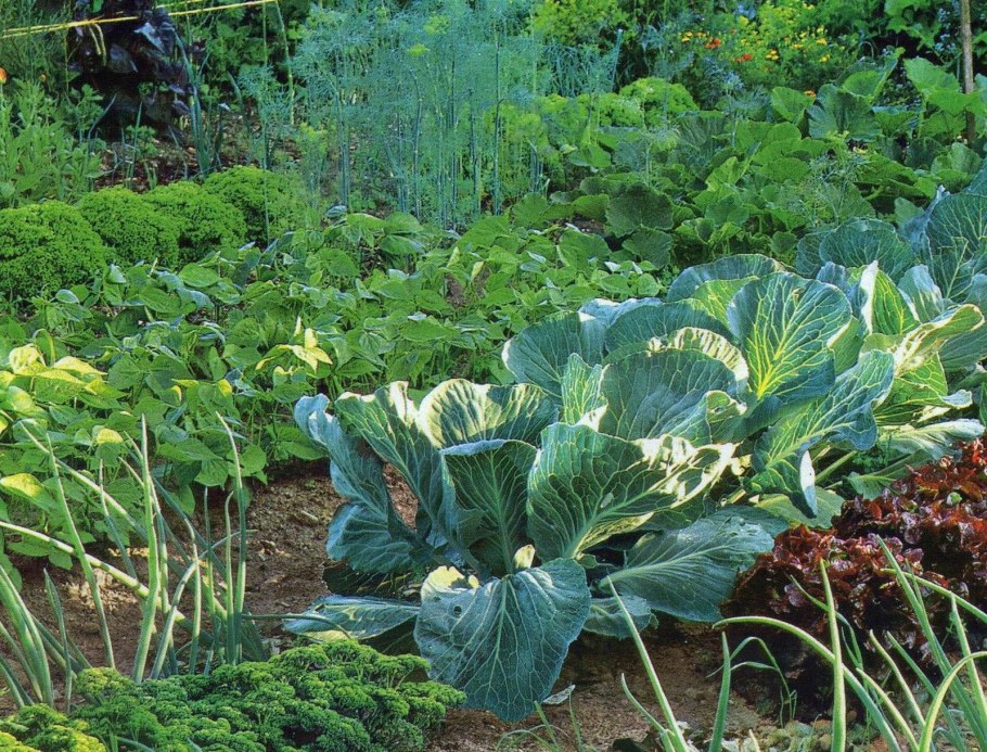 Овощные культуры на грядке