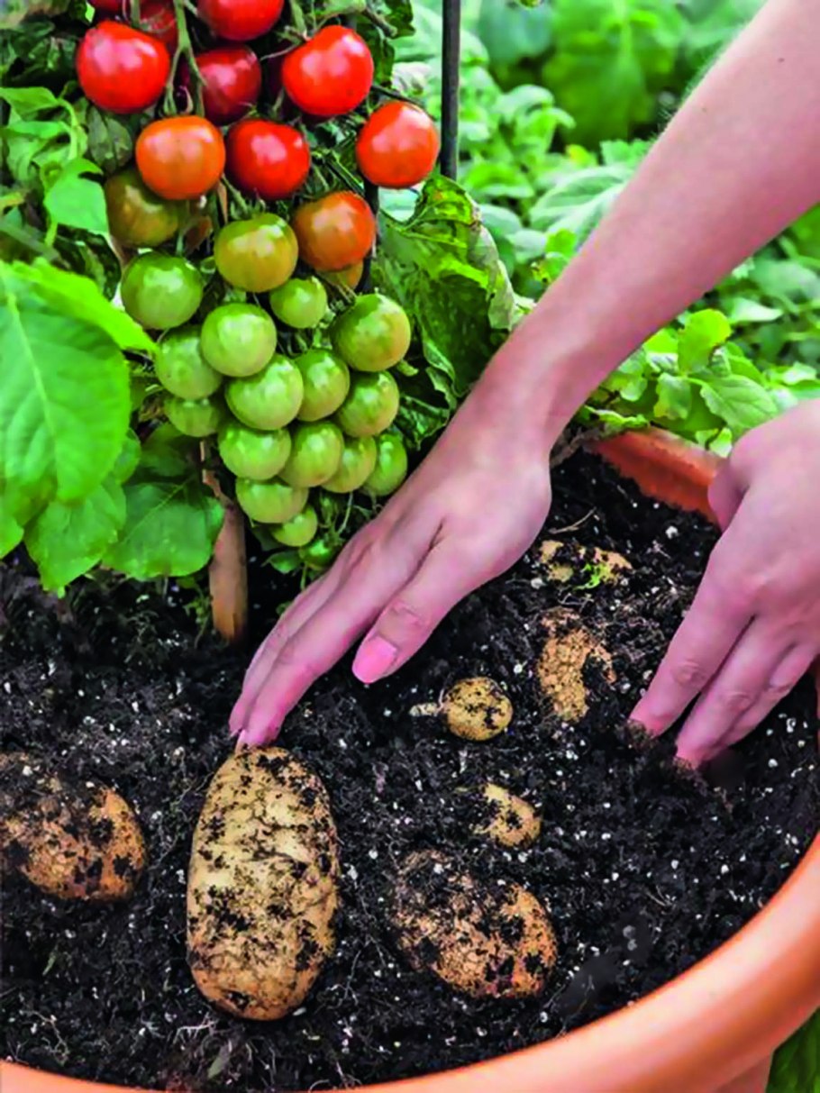 ТОМТАТО гибрид картофеля