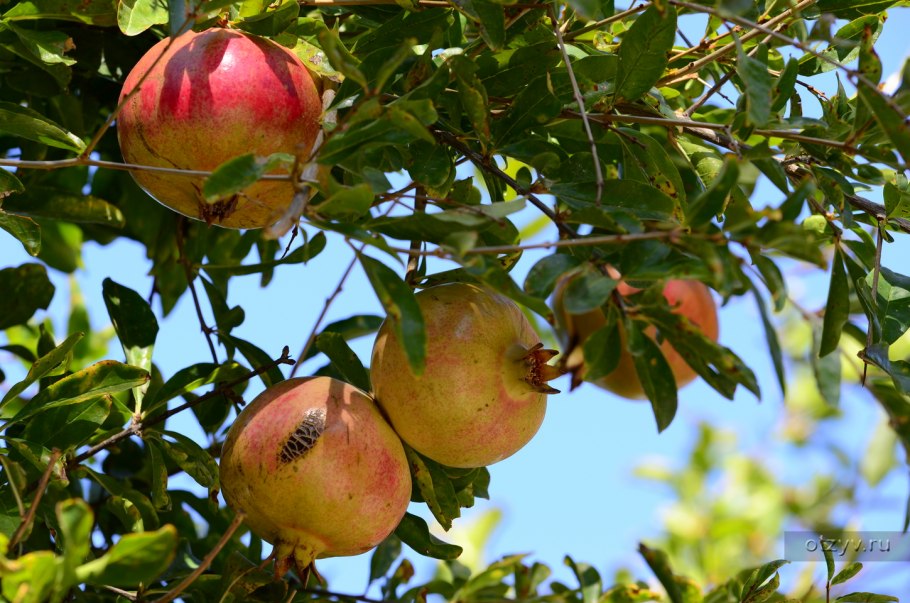 Продуктовый рынок в Ларнаке