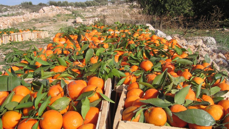 Фрукты в отелях на Кипре