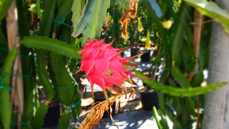 Кипрские ягоды