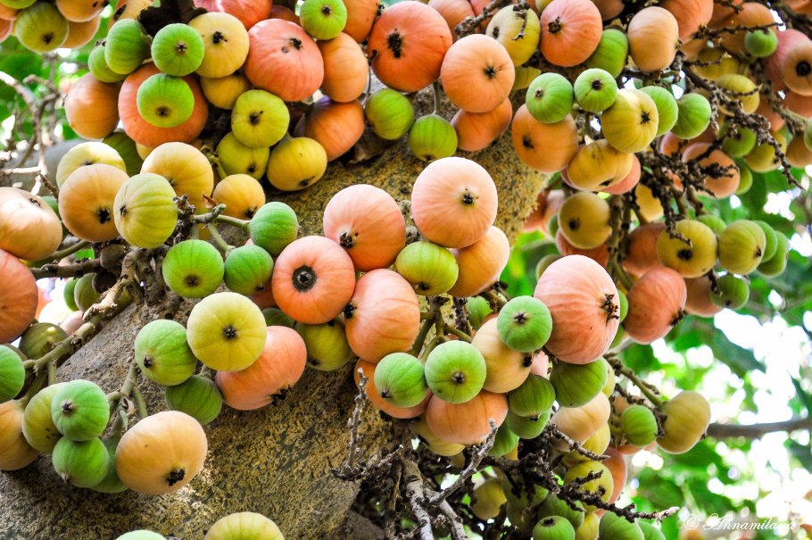 Северный Кипр сельское хозяйство