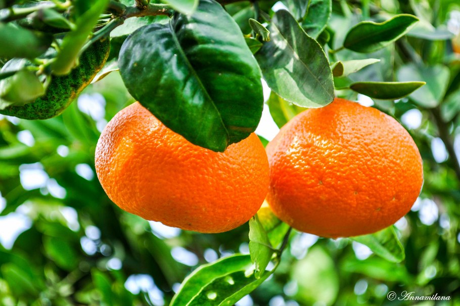 Магазин в ТРСК Кипр