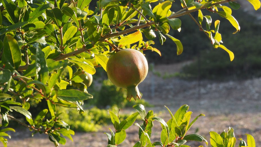 Карамбола 460