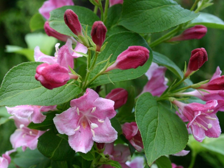 Кустарник вейгела Цветущая