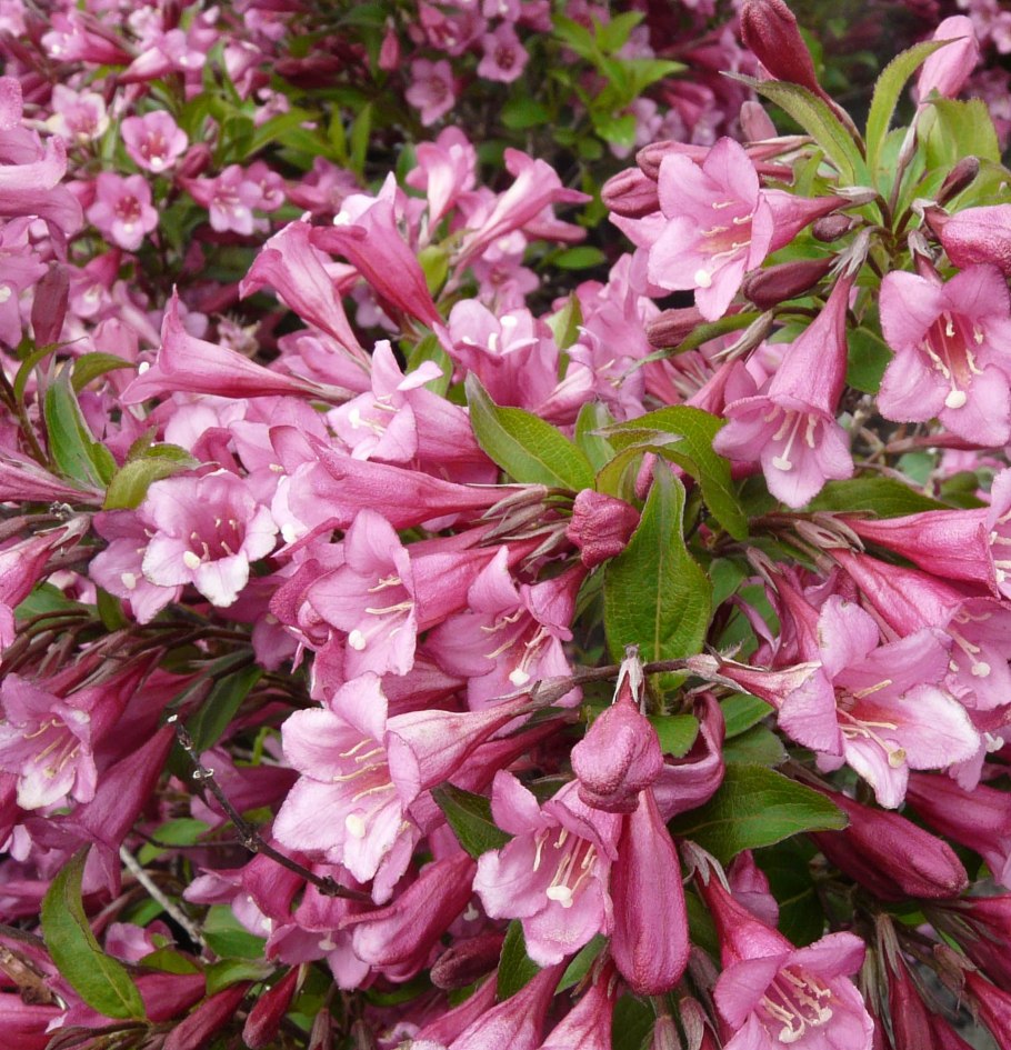 Вейгела Цветущая (Weigela Florida)