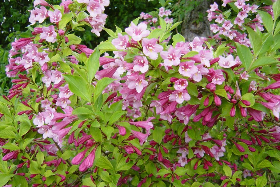 Вейгела Цветущая (Weigela Florida)
