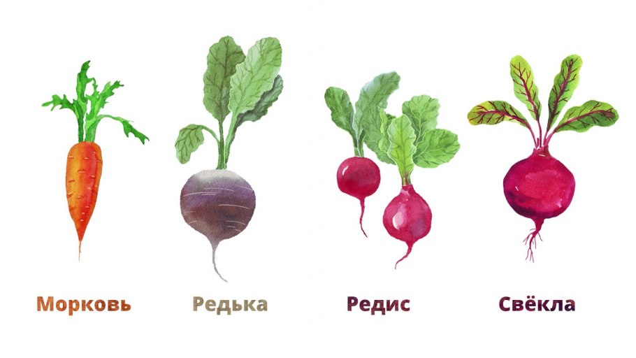 Кольраби, сельдерей, свекла