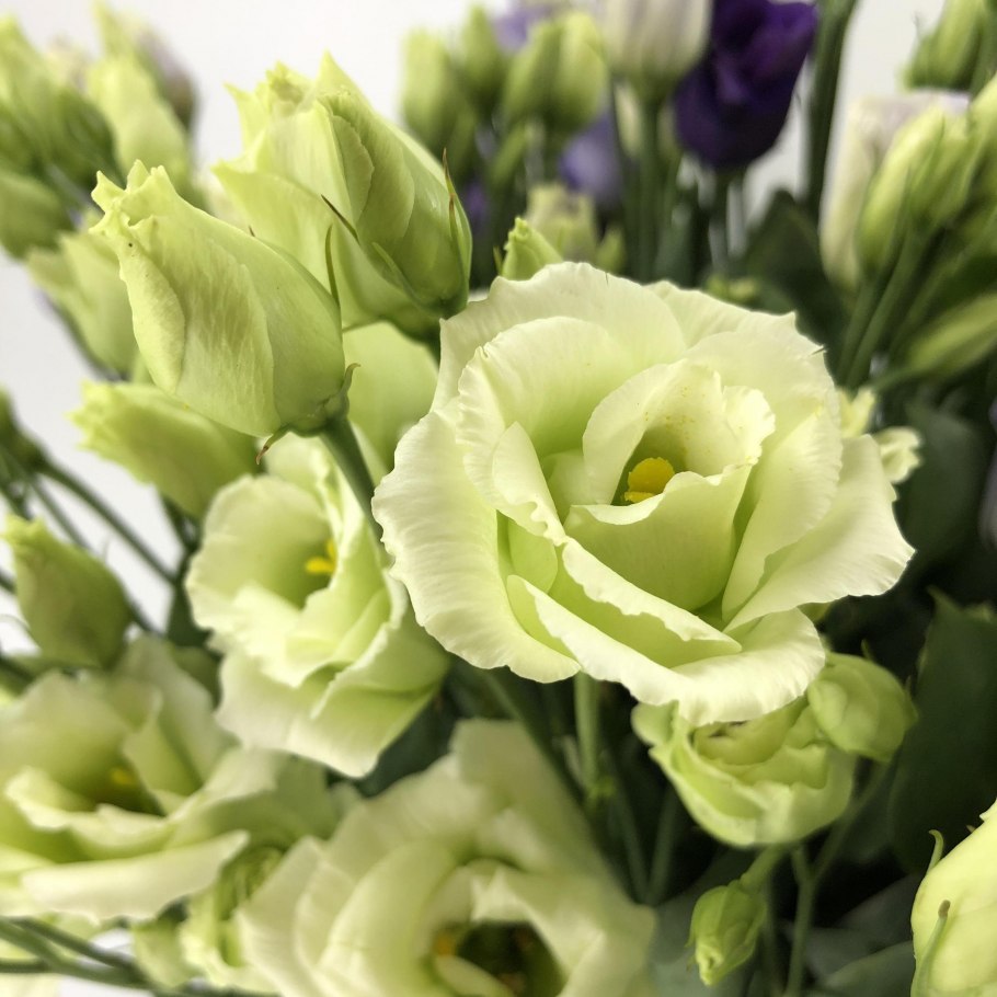 Эустома (Lisianthus)