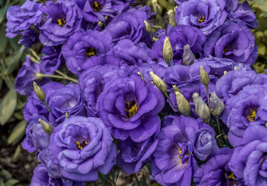 Эустома Корелли Лавандер