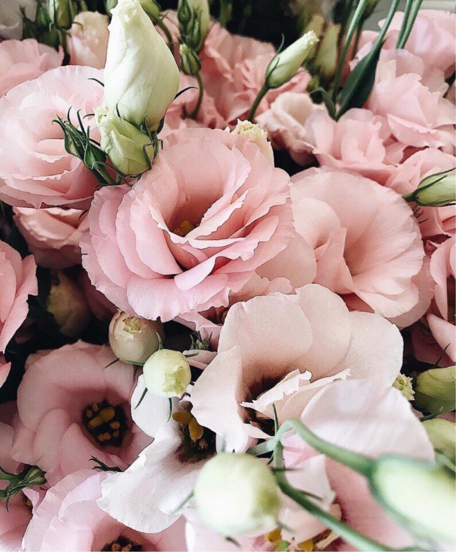 Эустома Рассела