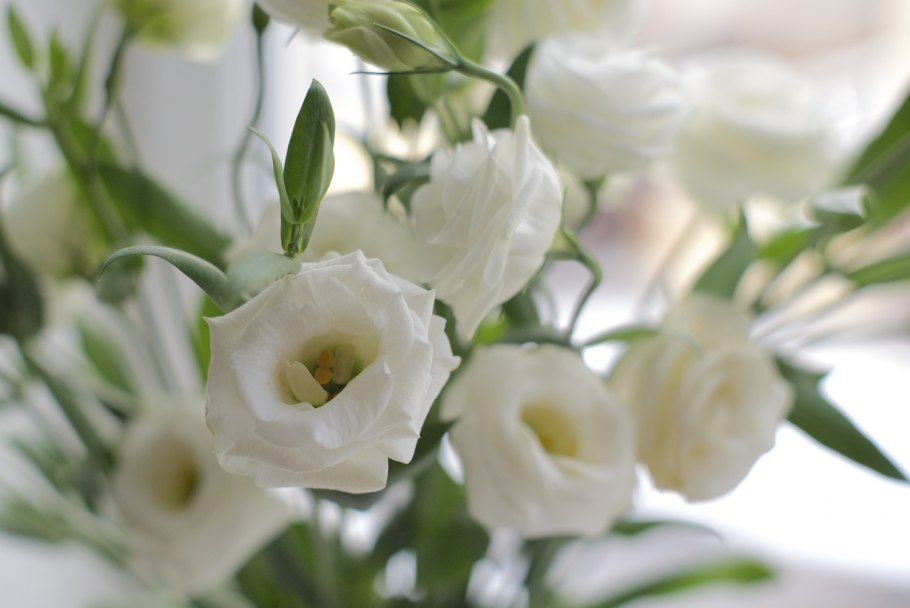 Ирландская роза эустома