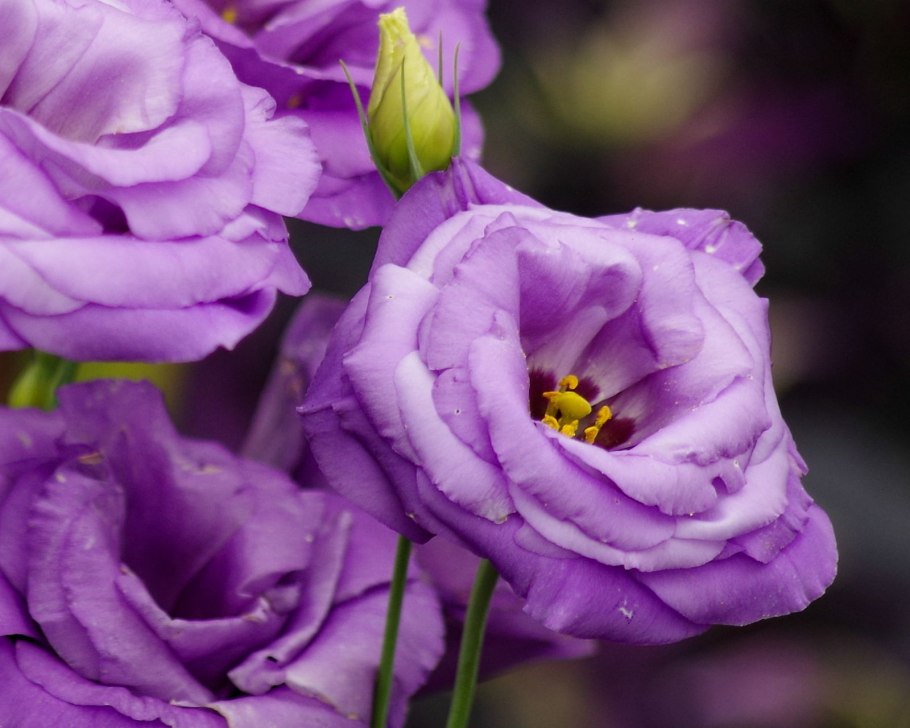 Эустома Блю Пикоти