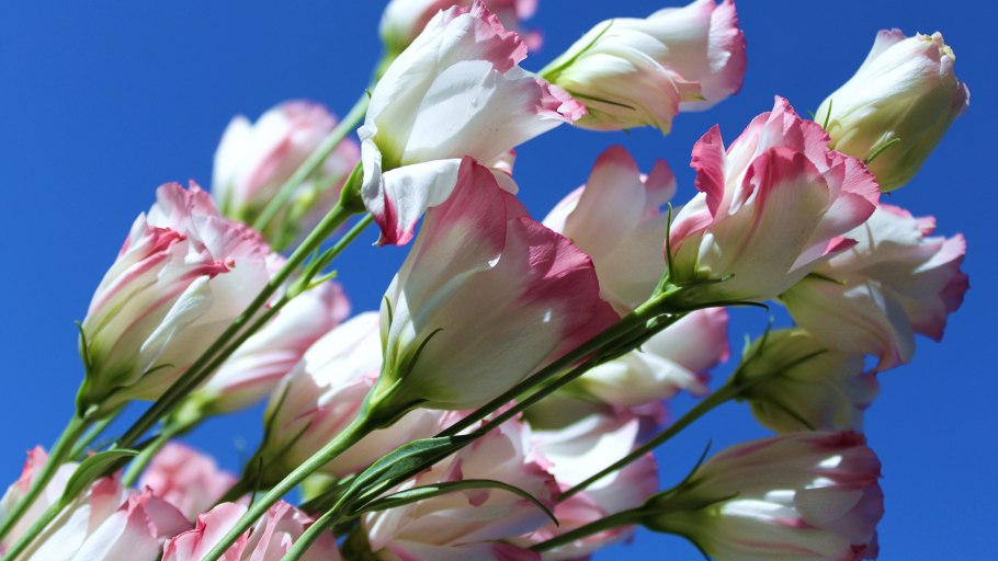 Эустома цветок