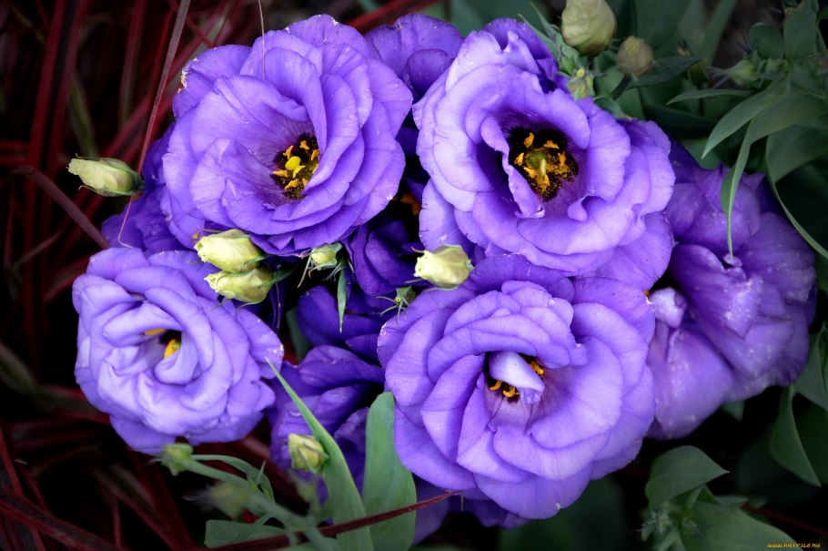 Эустома Мэджик Блу Рим