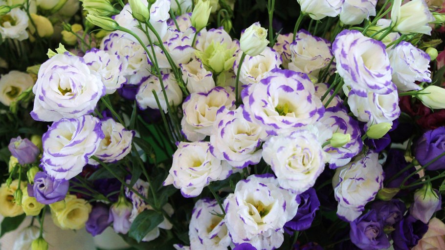 Эустома цветок