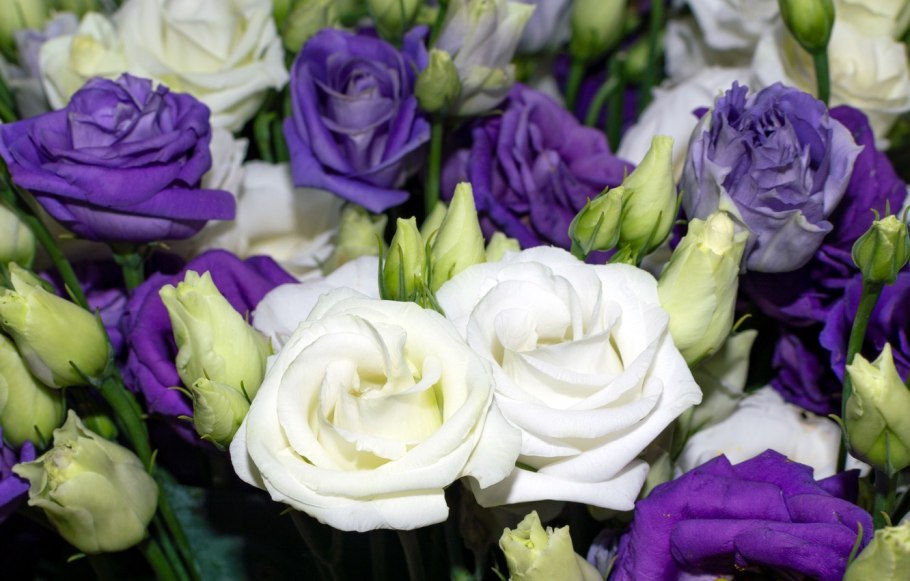 Эустома лизиантус