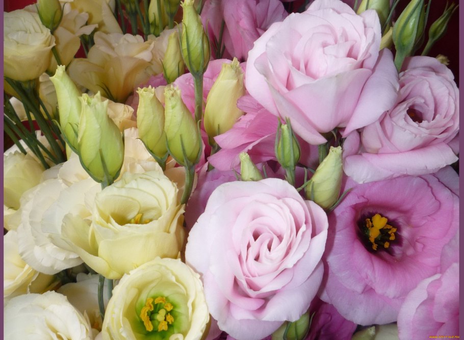 Эустома (Lisianthus)