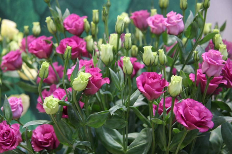 Цветок лизиантус эустома