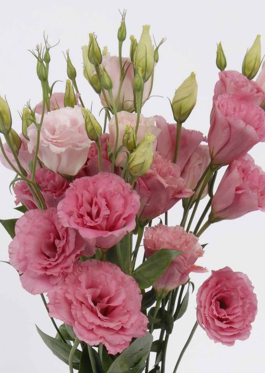 Ирландская роза эустома