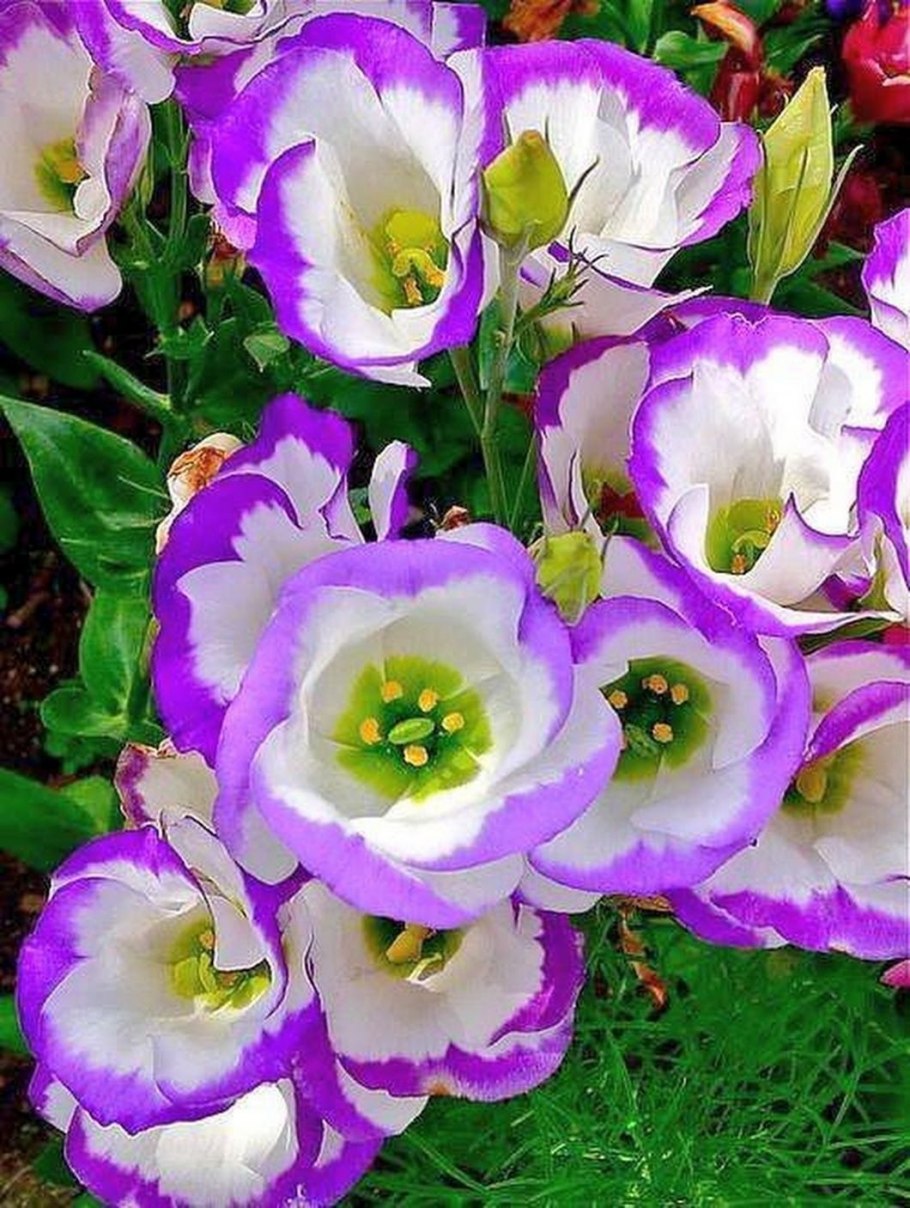 Эустома Кармен Роуз