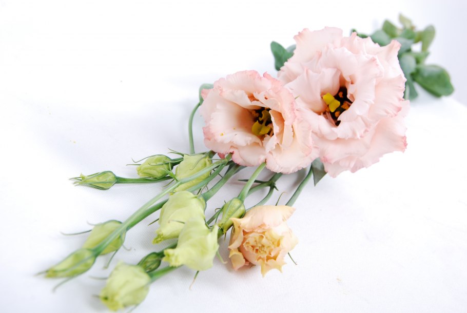 Эустома Роуз