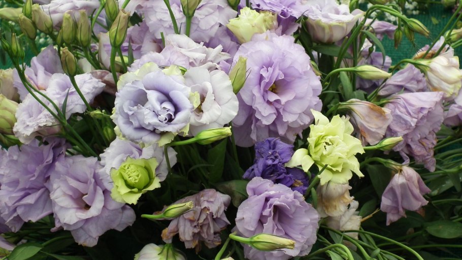 Ирландская роза эустома