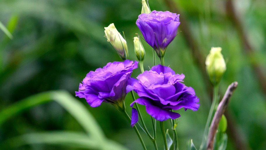 Эустома лизиантус Голландия