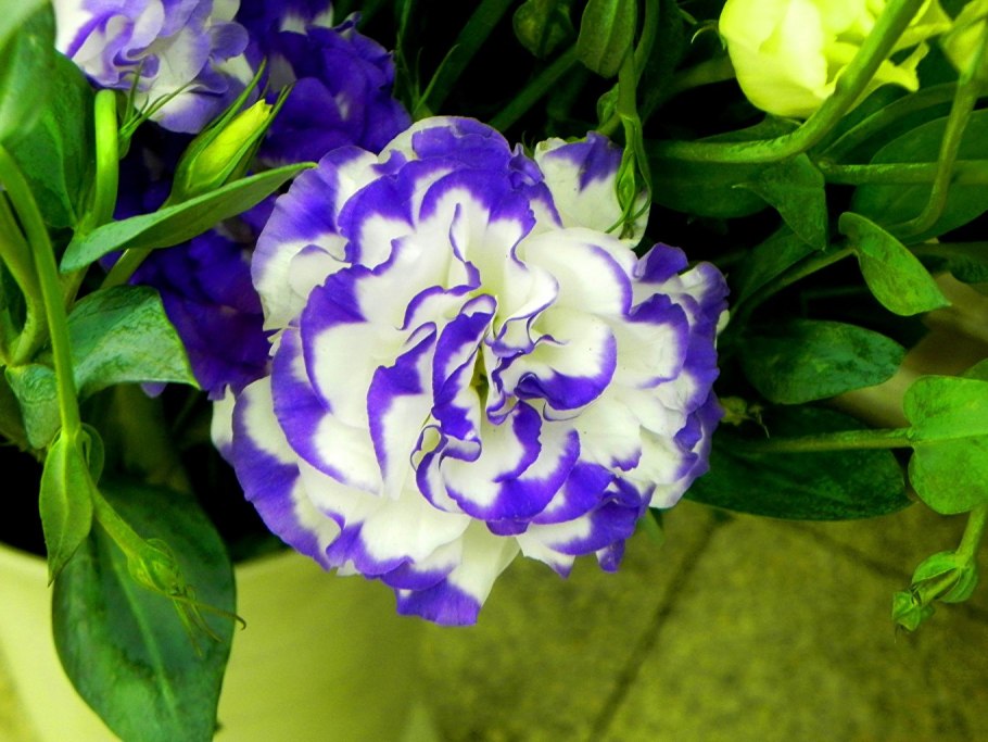 Эустома цветок