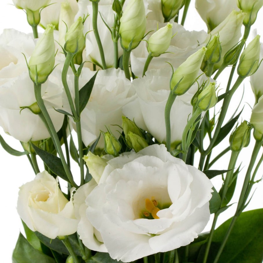 Эустома (Lisianthus)
